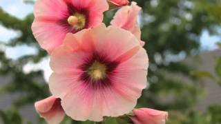 Stockrosen Alcea [upl. by Enyaz94]