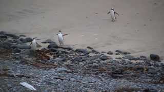 Wild Penguins Yellow Eyed endangered on beach in South New Zealand [upl. by Aira]