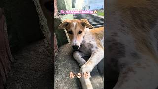 Cute puppy listens song 🐶 puppy trending youtubeshorts viralshorts subscribe [upl. by Trojan]