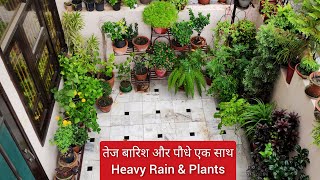 तेज बारिश और पौधे एक साथ 😊 Heavy rain amp Plants [upl. by Regina894]