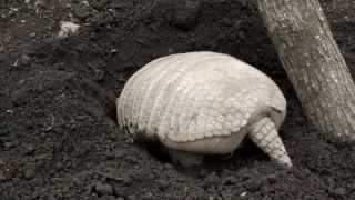 Sixbanded armadillo to dig the ground地面を掘るムツオビアルマジロ。 [upl. by Sheena]