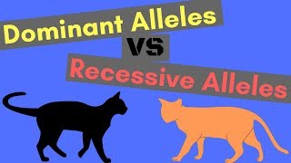 Dominant Alleles vs Recessive Alleles  Understanding Inheritance [upl. by Candy611]