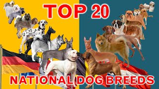 Top 20 National Dog Breeds From Different Countries by Ranking [upl. by Euqinaj194]