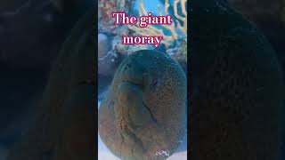 The Giant Moray eel aquarium viral shorts eel [upl. by Aihsal]