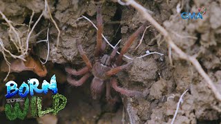 Super spiders Tarantulas of Romblon  Born to be Wild [upl. by Neelyam]