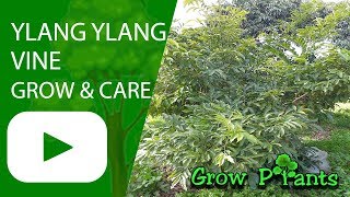 Ylang ylang vine  Artabotrys hexapetalus grow and care [upl. by Hoshi685]