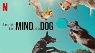 Inside The Mind of A Dog 2023 Documentary [upl. by Marba]