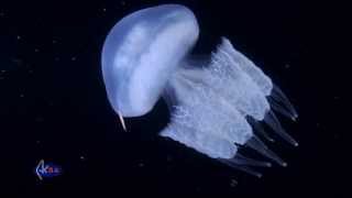 Rhizostome jellyfish or barrel jellyfish Rhizostoma pulmo Медуза корнерот [upl. by Fransis]