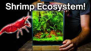 I Made a Nano Aquarium For Cherry Shrimp Here’s How [upl. by Sheff]