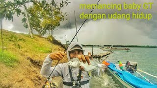 Memancing baby GT dengan tehnik pelampung [upl. by Meehaf]