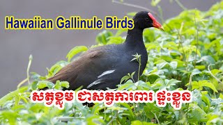 Hawaiian Gallinule Birds  សត្វខ្លុម ជាសត្វការពារផ្ទះខ្លួនមិនសត្វខ្លុមផ្សេងមកជិត  Camp Birds [upl. by Garrik]