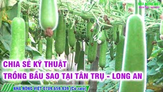 CHIA SẺ KỸ THUẬT BẦU SAO TẠI TÂN TRỤ  LONG AN  NHÀ NÔNG VIỆT THỰC HIỆN [upl. by Holms520]