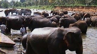 Sri Lanka Elefantenwaisenhaus in Pinnawela Dickhäuter Elephant Orphanage nursery [upl. by Cassady113]