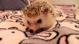 How to Pick Up and Hold a Hedgehog [upl. by Temple]