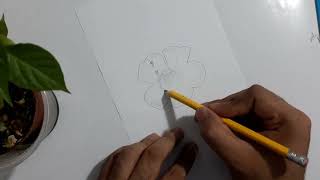 How to draw Gloxinia flower Gloxinia [upl. by Pedaiah]