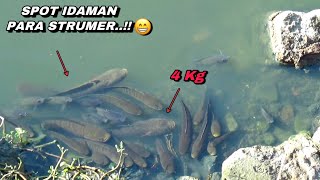 Spot idaman pemancing Mancing ikan gabus tepat di sarangnya [upl. by Copeland]