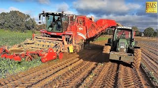 Rüben roden  Weizen drillen  Rübenernte 2018 in Niedersachsen  Aussaat für 2019 beet harvest [upl. by Tiemroth]