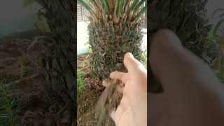 How to grow and care cycas plantcycasplants [upl. by Ohnuj]