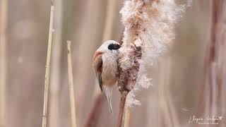 Rémiz penduline [upl. by Hpesoj]