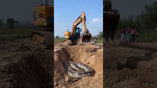 Backhoe accidentally digs up a pythonyoutubeshorts [upl. by Arlene]