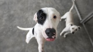 Apprendre à son chien à ne pas sauter [upl. by Lenuahs]