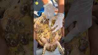 Barnacles on Turtle and Whale shorts facts kimtifacts animals [upl. by Agustin]