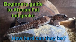 African Fat Tail Gecko Care guide for beginners [upl. by Hamal]