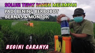 BULIR PADI JADI BENING DAN BERBOBOT‼️ MONTOK DAN 100 AMPUH‼️ INI RAHASIAYA [upl. by Aicnom]