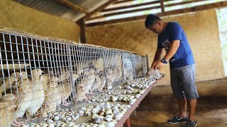 Amazing Modern QUAIL FARMING  Massive Egg Quail Production How to gender your quail  Ep 5 [upl. by Navinod]