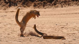 Duel deadly cobra vs mongoose civet edible fear Cobra  Cobra snake king [upl. by Sleinad]