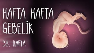 17 haftalık gebelik döneminde neler oluyor [upl. by Siddon173]