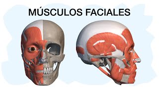 🥇 ARTERIA MAXILAR INTERNA Anatomía ¡Explicación Sencilla [upl. by Oigres]