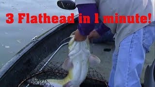 How to catch 3 Flathead in under a minute  Trotliners [upl. by Havot373]