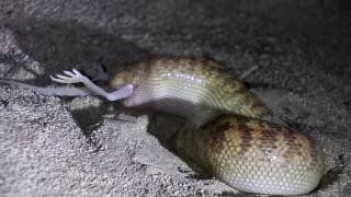 Arabian Sandboa  Eryx jayakari having a snack 2 [upl. by Biancha935]