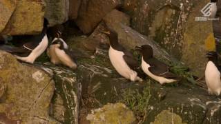 A guillemot chicks heartstopping leap from 400 feet  Highlands  Scotlands Wild Heart [upl. by Krishnah]