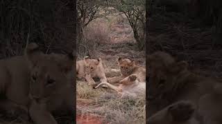 Lion cubs playing [upl. by Specht287]