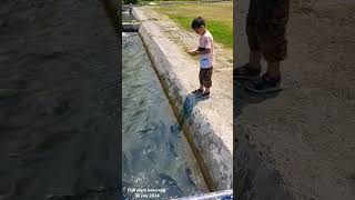 1 kokernag fish plant trending video kokernag [upl. by Annamarie]