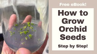 How to Grow ORCHIDS from SEED Step by Step [upl. by Auqinihs327]