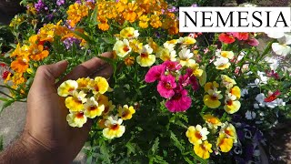 Nemesia Flower  How to grow Nemesia Flowers [upl. by Silsby75]