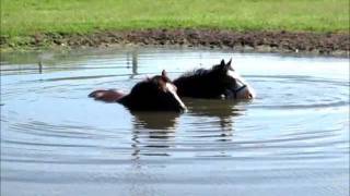 HORSES BLOWING BUBBLES IN THE WATER [upl. by Idnew819]