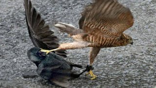 Jackdaw vs Sparrow Hawk In A Big Battle [upl. by Alul247]