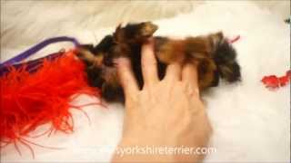 Micro Teacup Yorkshire Terrier Yorkie  Sugar Butt [upl. by Suirad]