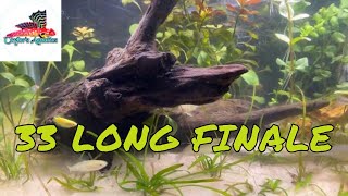 Adding Amano Shrimp and Nesaea pedicellata Golden to the final 33 L Video [upl. by Nedyarb]