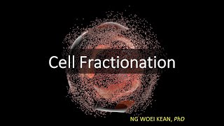 Cell Fractionation Homogenisation  Centrifugation [upl. by Zsazsa]