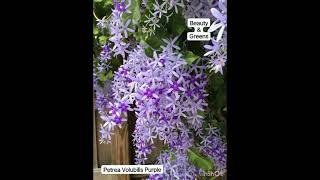 Petrea Volubilis  Sandpaper Vine  For Sale  WhatsApp 7013991067 to place order [upl. by Ahseral]