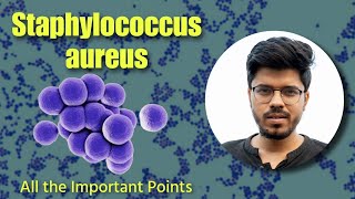 Staphylococcus aureus  Microbiology  CONs  Gram Positive Bacteria [upl. by Ettevol]