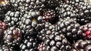 Ponca Blackberry Harvest  Year 2 May 21 2024 [upl. by Adner481]