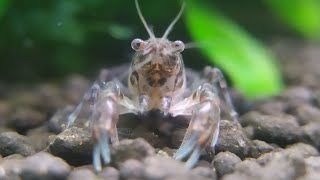 Dwarf Crayfish Compilation [upl. by Azrim]