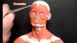 Little Muscle Man Model Trunk Head and Neck [upl. by Denzil219]