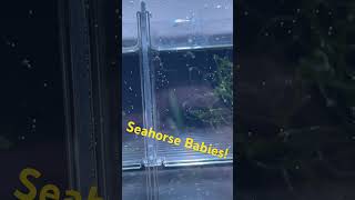 My Seahorses had babies seahorses babies fry shorts aqualab reeftank [upl. by Berardo534]